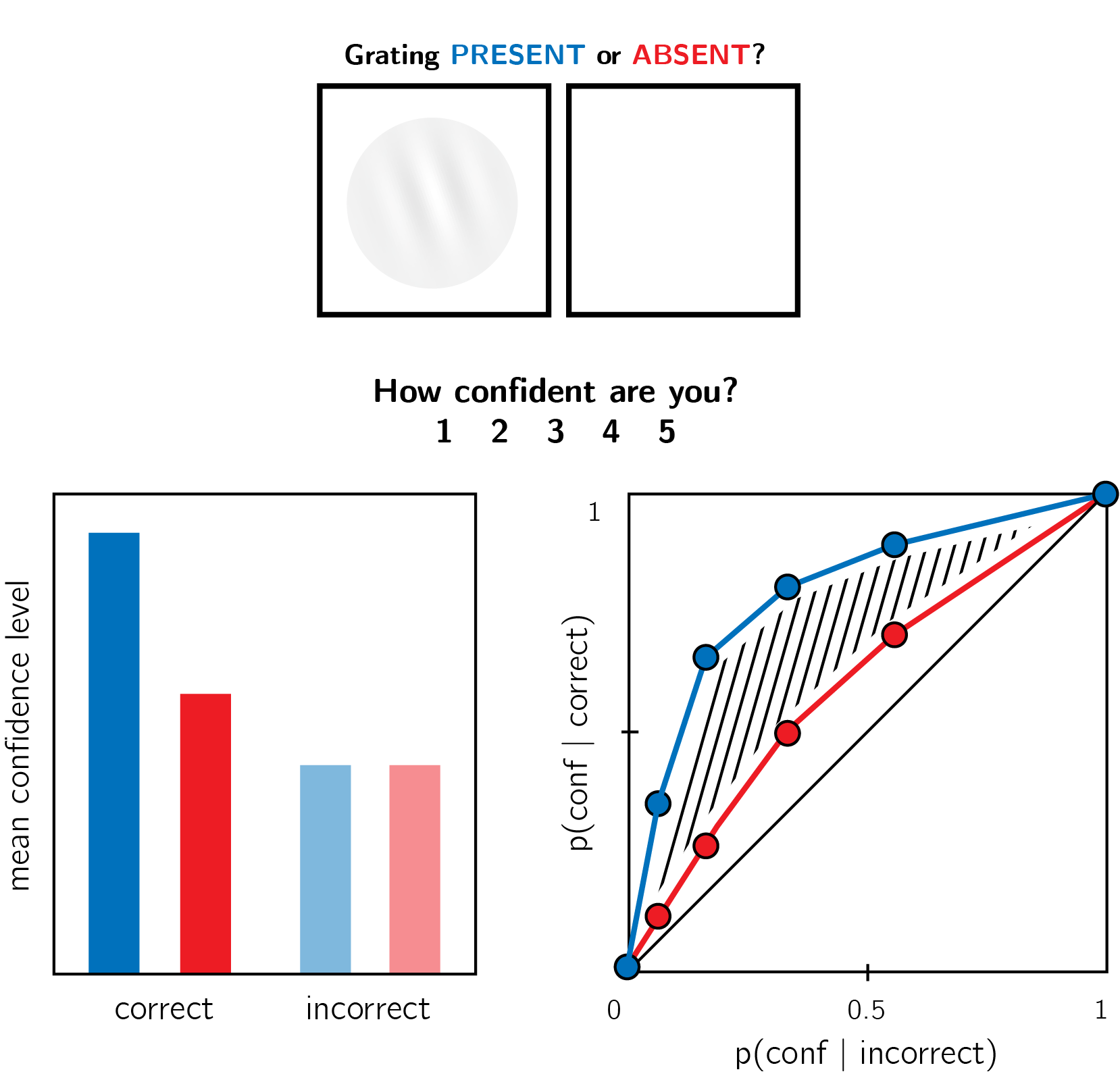 In visual detection, subjective confidence ratings following judgments about target absence are typically lower, and less correlated with objective accuracy than following judgments about target presence. Top panel: a typical detection experiment. The participant reports whether a visual grating was present or absent, and then rates their subjective decision confidence. Bottom left: typically, mean confidence in 'yes' responses (blue) is higher than in 'no' responses (red). This effect is much more pronounced in correct trials. Bottom right: the interaction between accuracy and response type on confidence (metacognitive asymmetry) manifests as a lower area under the response conditional type 2 ROC curve (AUROC2) for 'no' responses compared with 'yes' responses. Plots do not directly correspond to a specific dataset, but portray typical results in visual detection.
