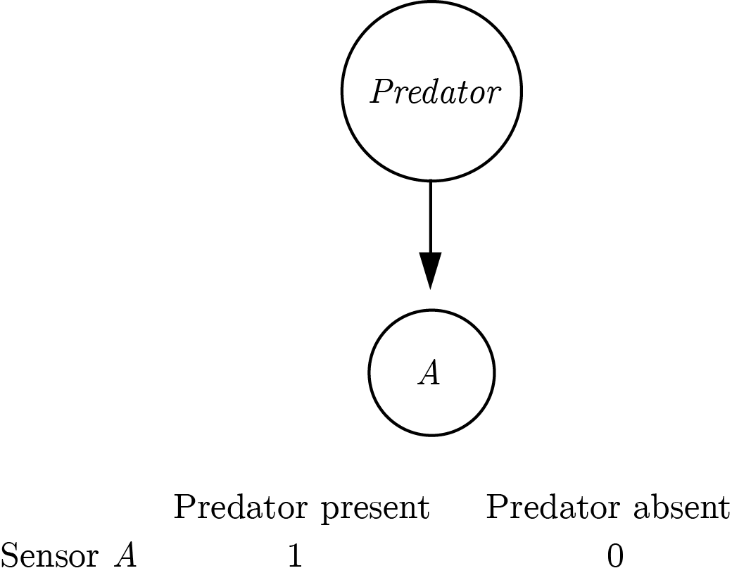An asymmetric implementation of a predator-detector.