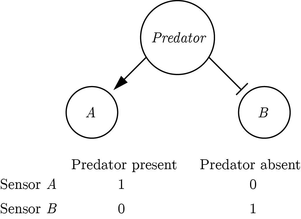 A symmetric implementation of a predator-detector.